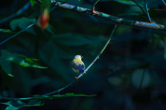 灯笼花和太阳鸟