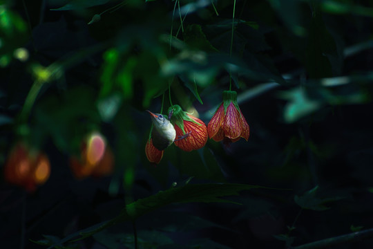 灯笼花和太阳鸟