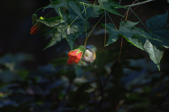 灯笼花和太阳鸟