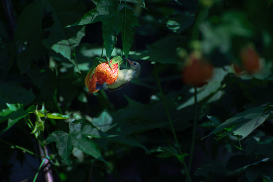 灯笼花和太阳鸟