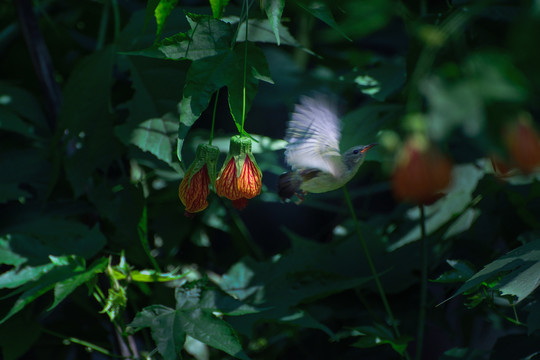 灯笼花和太阳鸟