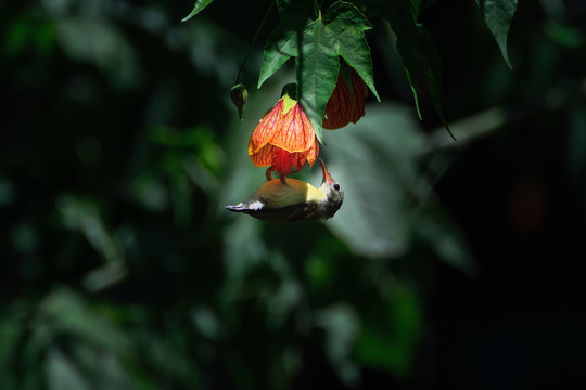 灯笼花和太阳鸟