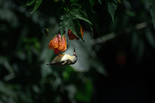 灯笼花和太阳鸟