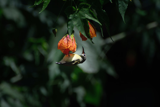 灯笼花和太阳鸟