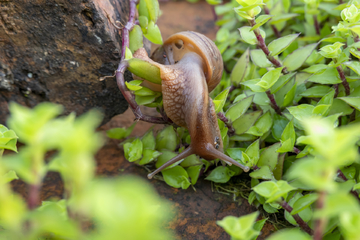 草丛中的蜗牛