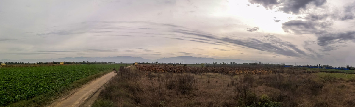 田野