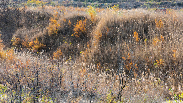 秋日色彩斑斓的山野