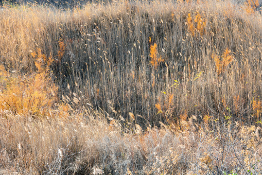 秋日色彩斑斓的山野