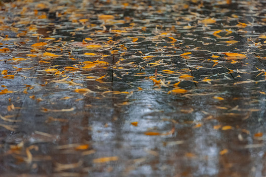 秋雨中的公园风景