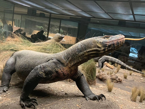 科摩罗巨蜥