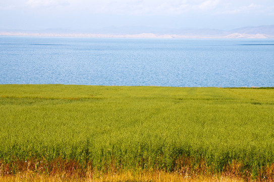 青海湖边农场