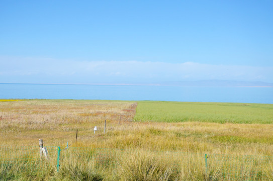 青海湖边农场