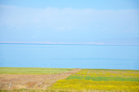 青海湖边农场