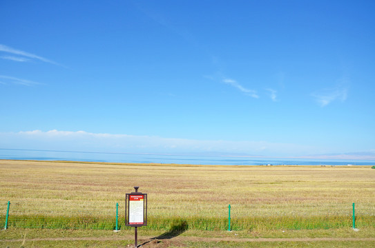 青海湖秋收