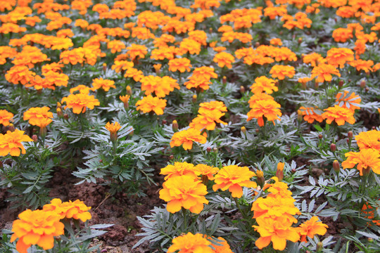 花坪素材