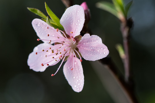 桃花