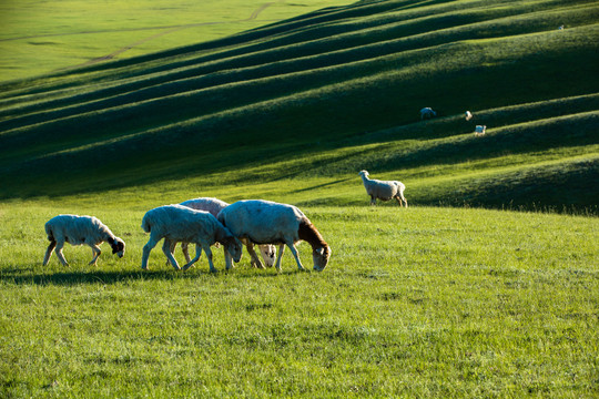 傍晚草原吃草的羊群