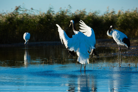 湿地水中展翅的丹顶鹤