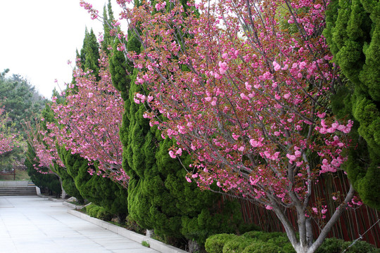 春暖花开