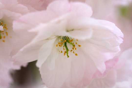 樱花淡雅芬芳