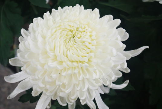 盛开的白菊花菊花