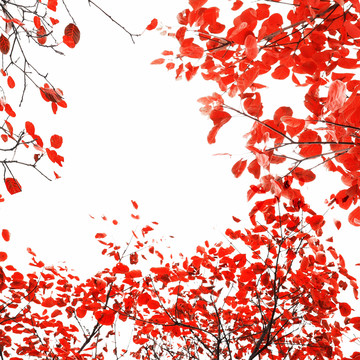 乌桕红叶天空