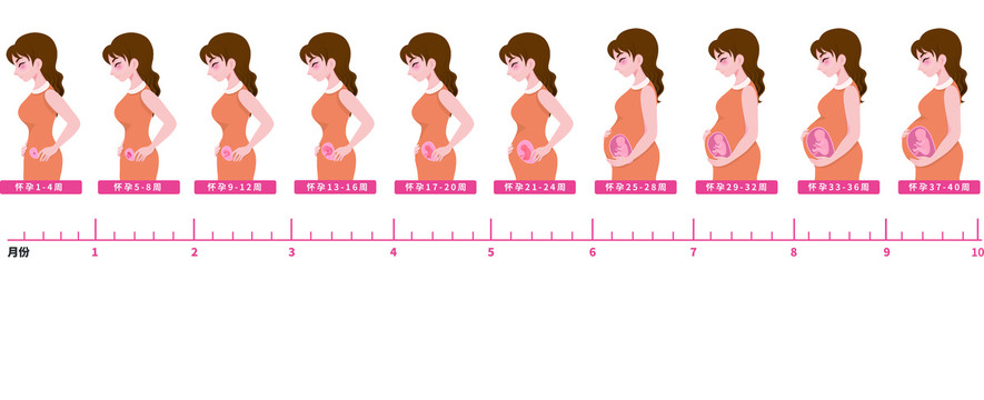 怀孕周期胎儿发育过程矢量图