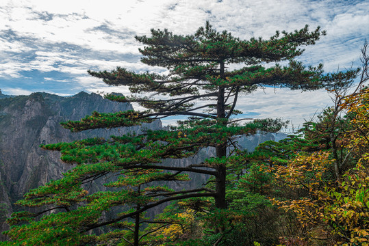 黄山松树