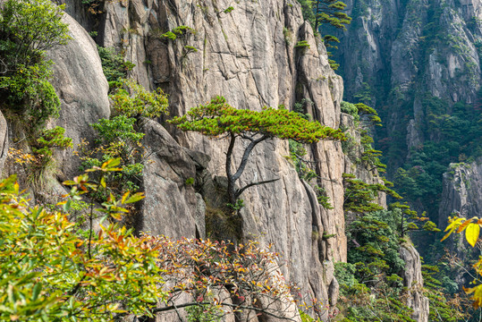 黄山秋色