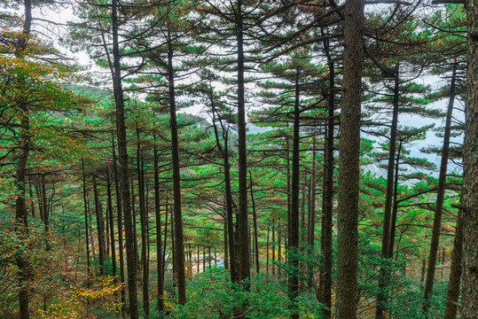 黄山松树
