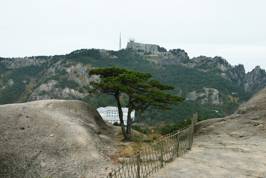 黄山松树