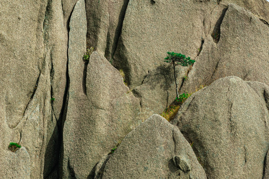 黄山岩石缝顽强生存的松树