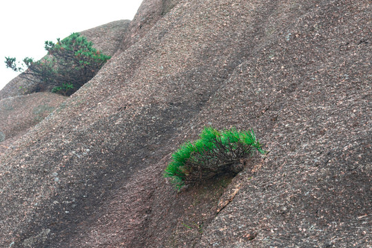 黄山岩石缝顽强生存的松树