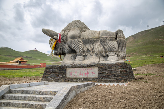 青海日月山景区日月山神牛