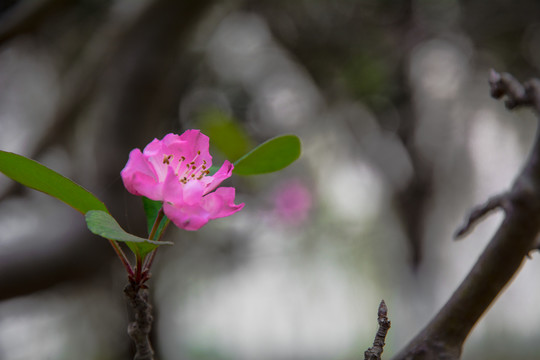 秋海棠的花朵