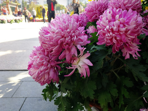 菊花