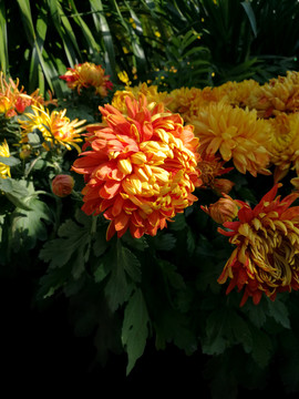 菊花