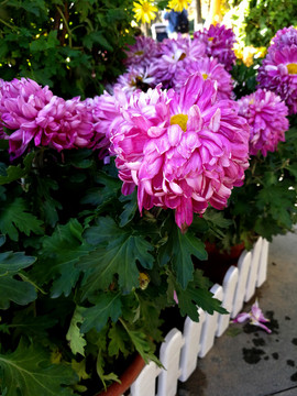 菊花