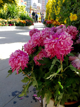 菊花