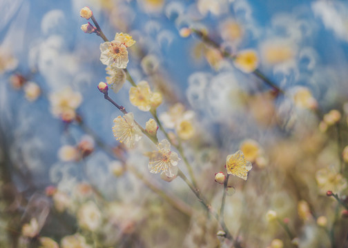 梅花