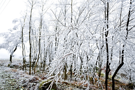 瑞雪