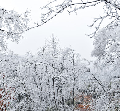 瑞雪