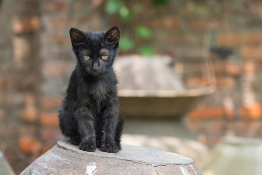 小野猫