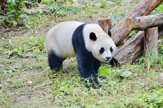 北京动物园大熊猫馆