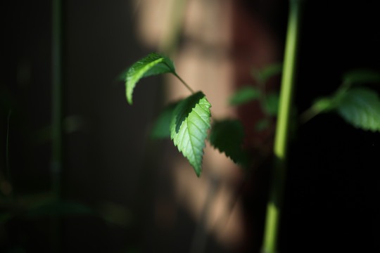 竹叶