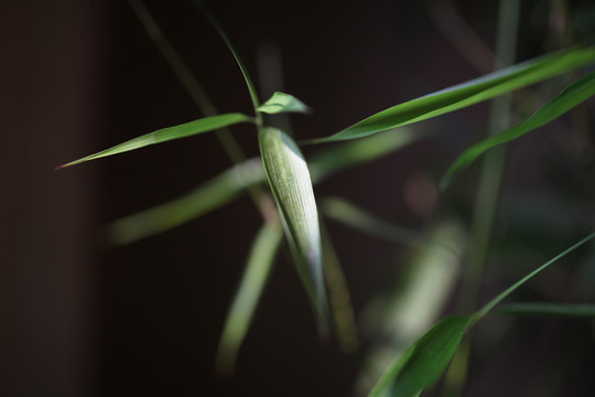 绿竹