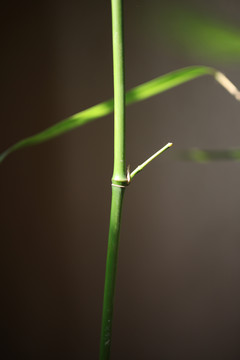 绿竹