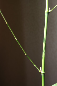 绿竹