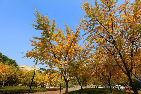 华中农业大学