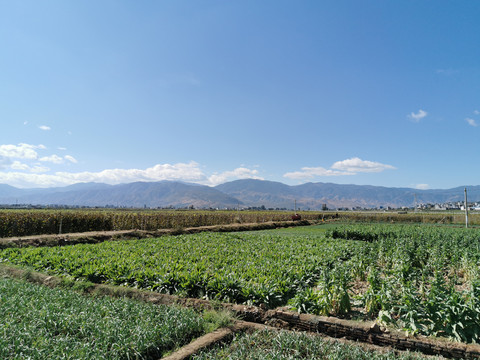 田间地头